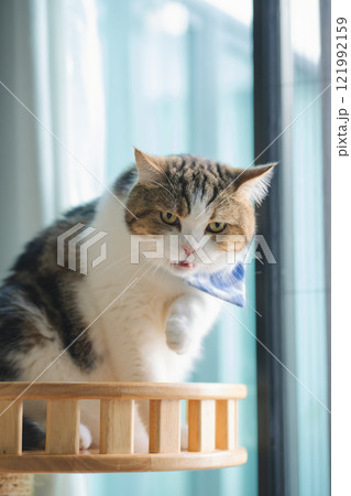 pet care concept with scottish cat relax and play in living room pet care concept with scottish cat relax and play in living room 121992159