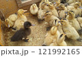 合鴨農法で黄色いヒナの中に1羽だけ混ざる黒いヒナ3 121992165