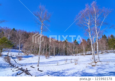 冬の長野県富士見町の入笠山湿原の白樺 121992178