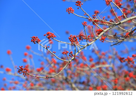 赤いクロガネモチの実 121992612