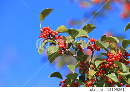 赤いクロガネモチの実 121992614