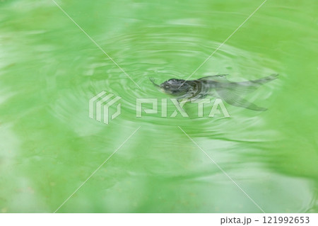 青文魚（セイブンギョ） 121992653