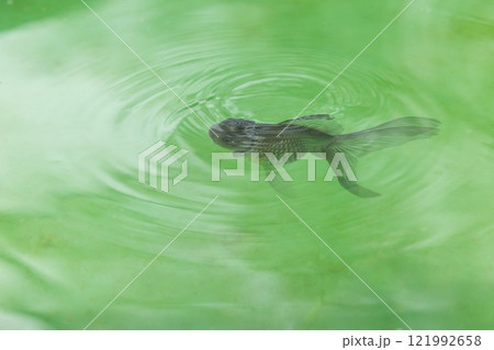 青文魚（セイブンギョ） 121992658