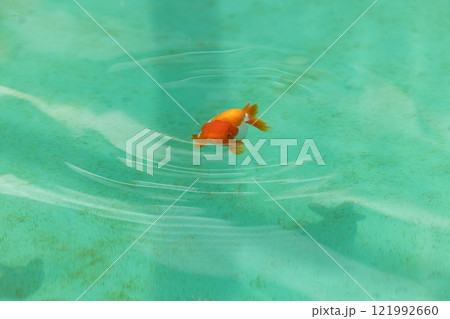 蘭鋳(らんちゅう) 121992660