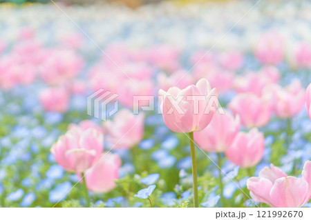 チューリップとネモフィラのパステルカラーの花畑 チューリップとネモフィラのパステルカラーの花畑 121992670
