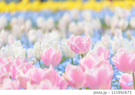 チューリップとネモフィラのパステルカラーの花畑 121992673