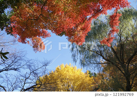 日本の横浜にある三ツ池公園の秋の風景、紅葉した木とススキなど 日本の横浜にある三ツ池公園の秋の風景、紅葉した木とススキなど 121992769