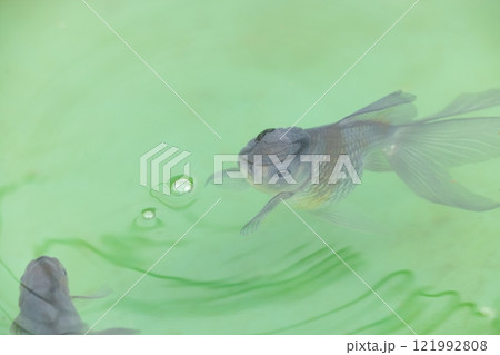 青文魚(セイブンギョ) 青文魚(セイブンギョ) 121992808