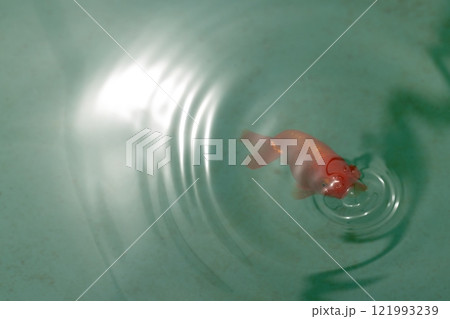 花房(ハナフサ) 121993239