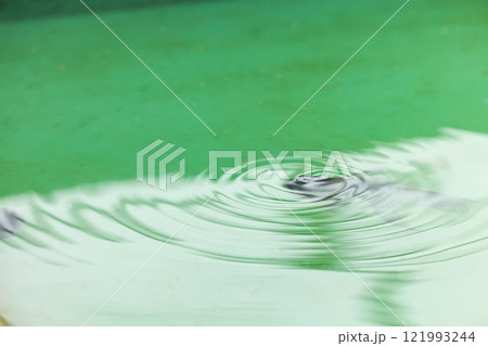 青文魚(セイブンギョ) 青文魚(セイブンギョ) 121993244