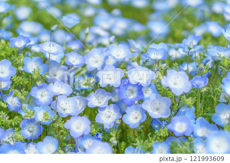 淡いブルーのネモフィラの花畑 淡いブルーのネモフィラの花畑 121993609