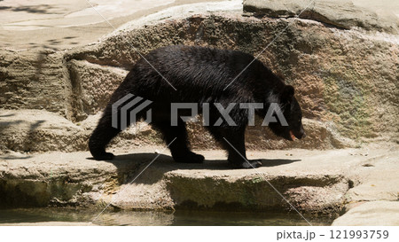 歩くツキノワグマ 121993759