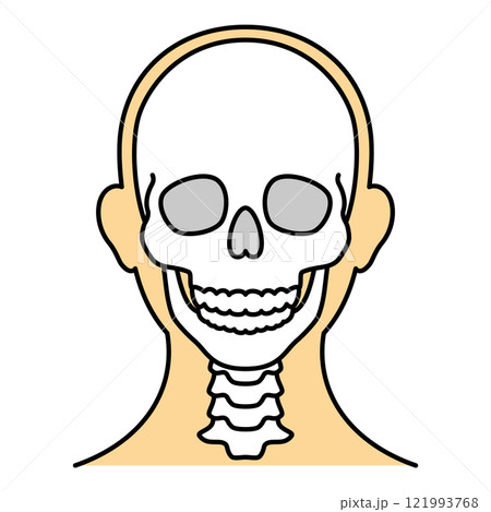 頭蓋骨　前　カラー 121993768
