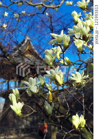 高崎市 慈眼寺 ハクモクレンの枝先に白い花が咲いている 高崎市 慈眼寺 ハクモクレンの枝先に白い花が咲いている 121993813