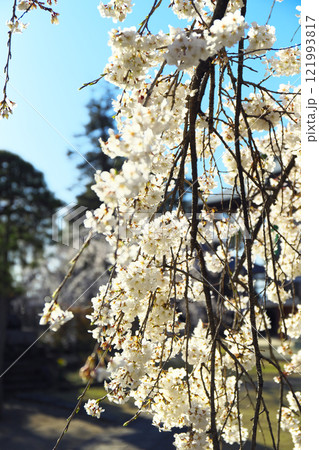 高崎市 慈眼寺 枝垂桜 高崎市 慈眼寺 枝垂桜 121993817