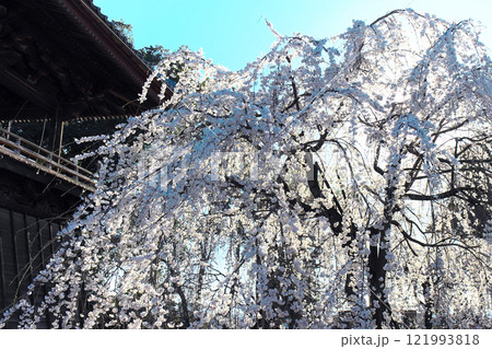 高崎市 慈眼寺 枝垂桜 121993818
