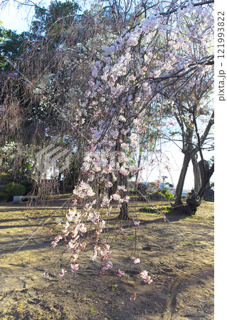 高崎市 慈眼寺 枝垂桜 高崎市 慈眼寺 枝垂桜 121993822