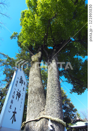群馬県佐波郡玉村町 玉村八幡宮 121993830