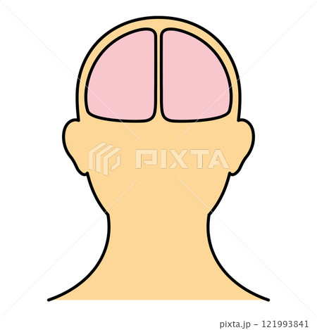 脳 頭頂部 正面 カラー 脳 頭頂部 正面 カラー 121993841