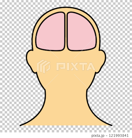 脳 頭頂部 正面 カラー 脳 頭頂部 正面 カラー 121993841