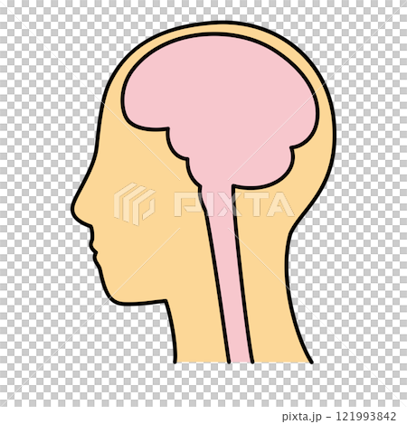 Brain, top of head, left side, brain, color 121993842