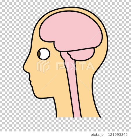脳 頭頂部 左向き 脳と眼球 カラー 脳 頭頂部 左向き 脳と眼球 カラー 121993843