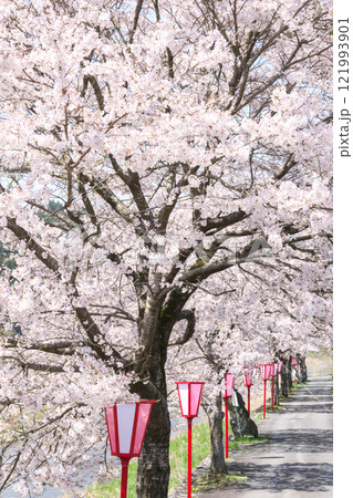 宿場町の春 満開の桜 岡山県真庭市 美甘宿場桜 宿場町の春 満開の桜 岡山県真庭市 美甘宿場桜 121993901
