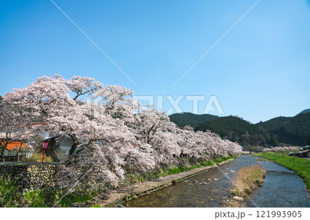 宿場町の春　満開の桜　岡山県真庭市　美甘宿場桜 121993905