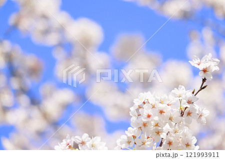 青空に映える桜(背景素材) 青空に映える桜(背景素材) 121993911