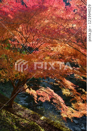 紅葉6（徳島県名西郡神山町チェリーロード） 121994029