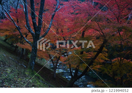 紅葉3（徳島県名西郡神山町チェリーロード） 121994052