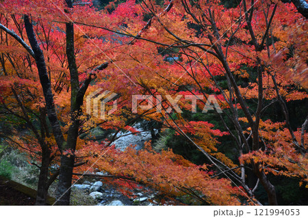 紅葉4（徳島県名西郡神山町チェリーロード） 121994053