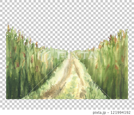 Cornfield road or agricultural field, crops, plants with yellow flowers with path, way. Watercolor landscape, nature background with rural farm scene. Hand drawn illustration isolated from background Cornfield road or agricultural field, crops, plants with yellow flowers with path, way. Watercolor landscape, nature background with rural farm scene. Hand drawn illustration isolated from background 121994192