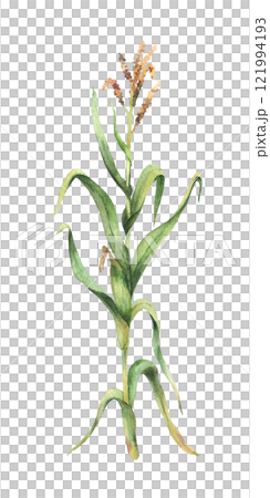 Corn plant. Fresh maize plant with corncob, flowers and green leaves Botanical watercolor clipart. Realistic hand painted isolated from background illustration for food, farming, agricultural product. Corn plant. Fresh maize plant with corncob, flowers and green leaves Botanical watercolor clipart. Realistic hand painted isolated from background illustration for food, farming, agricultural product. 121994193