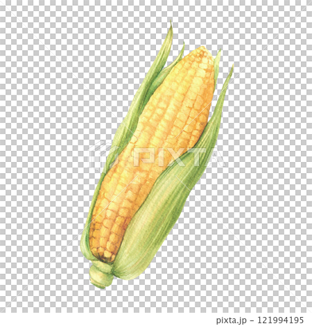 Corn cob or sweet maize. Watercolor yellow grain vegetable with green husks, leaves. Realistic hand drawn isolated from background illustration for food packaging, farming, agricultural product label. Corn cob or sweet maize. Watercolor yellow grain vegetable with green husks, leaves. Realistic hand drawn isolated from background illustration for food packaging, farming, agricultural product label. 121994195