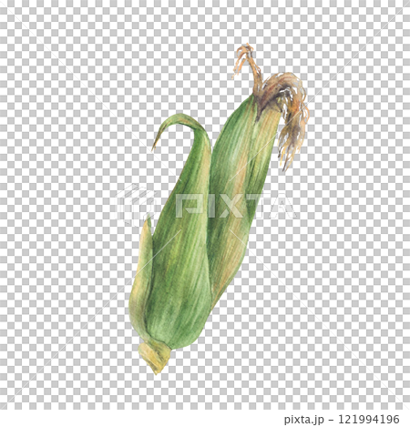 Corn cob, raw plant with green leaves and husks Sweet maize, grain vegetable agricultural crop harvesting element Watercolor realistic painted isolated from background illustration for food packaging Corn cob, raw plant with green leaves and husks Sweet maize, grain vegetable agricultural crop harvesting element Watercolor realistic painted isolated from background illustration for food packaging 121994196