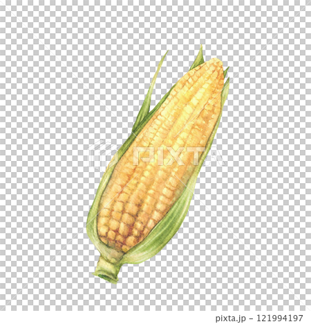 Corn cob or sweet maize. Yellow grain vegetable with green husks, leaves. Watercolor realistic hand drawn isolated from background illustration for food packaging, label, farming, agricultural themes Corn cob or sweet maize. Yellow grain vegetable with green husks, leaves. Watercolor realistic hand drawn isolated from background illustration for food packaging, label, farming, agricultural themes 121994197