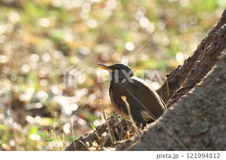 冬の野鳥シロハラ 121994812