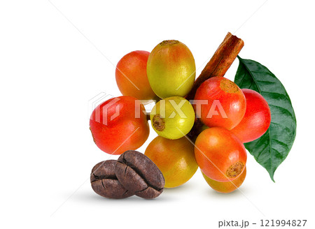 Red coffee beans on the branches of a coffee tree Ripe and unripe berries isolated on white background. Dark brown roasted coffee beans on white background. Red coffee beans on the branches of a coffee tree Ripe and unripe berries isolated on white background. Dark brown roasted coffee beans on white background. 121994827