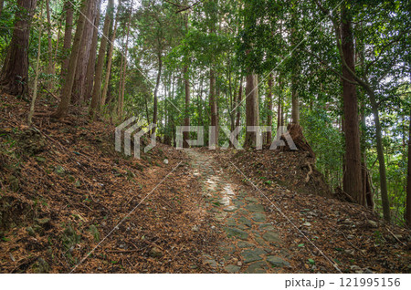 笠置山樹林風景　京都府笠置町 121995156