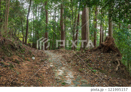 笠置山樹林風景　京都府笠置町 121995157