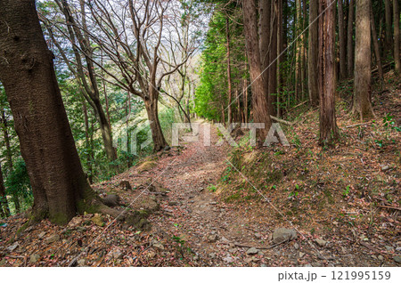 笠置山樹林風景 笠置山登山道 京都府笠置町 笠置山樹林風景 笠置山登山道 京都府笠置町 121995159