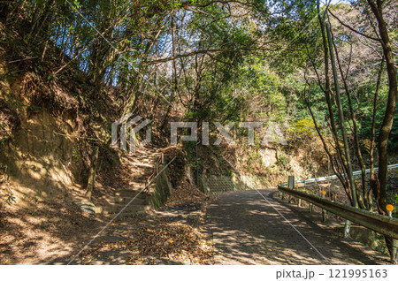 笠置山樹林風景　笠置山登山道　京都府笠置町 121995163