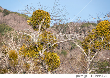 樹木に寄生する植物 ヤドリギ 樹木に寄生する植物 ヤドリギ 121995170