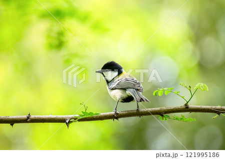 シジュウカラと美しい新緑 シジュウカラと美しい新緑 121995186