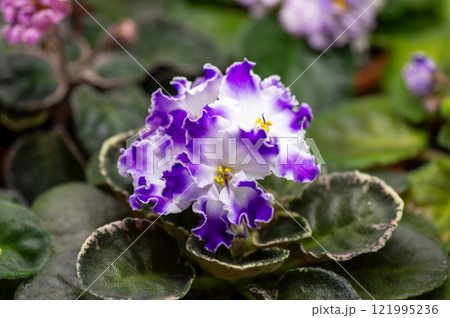 African violet (saintpolia) flowers selection. African violet (saintpolia) flowers selection. 121995236