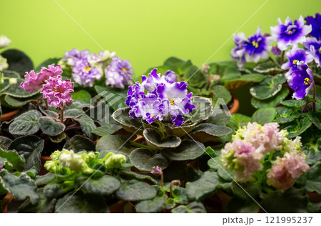 African violet (saintpolia) flowers selection. 121995237