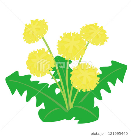 タンポポ（5輪） 121995440