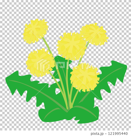 タンポポ（5輪） 121995440