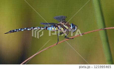 Aeshna mixta - Migrant Hawker, Crete, Greece Aeshna mixta - Migrant Hawker, Crete, Greece 121995465